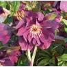 Čėras - Helleborus Double Ellen® PURPLE