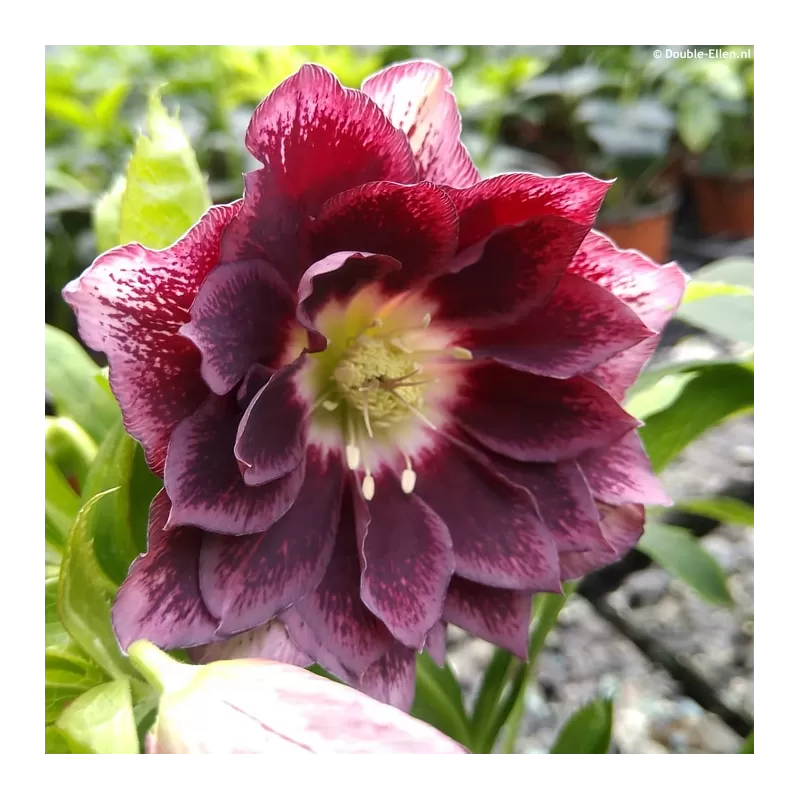 Čėras - Helleborus Double Ellen® RED