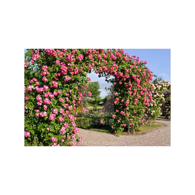 Rožė - Rosa AMERICAN PILLAR ®