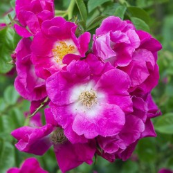 Rožė - Rosa AMERICAN PILLAR ®