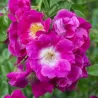Rožė - Rosa AMERICAN PILLAR ®