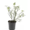 Rožė - Rosa AMERICAN PILLAR ®