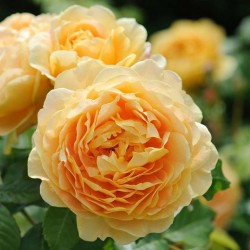 copy of Rožė - Rosa Golden Celebration ® Austin skiepyta