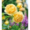 Rožė - Rosa GOLDEN CELEBRATION ®