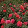 Rožė - Rosa GEBRUDER GRIMM