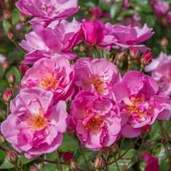 Rožė - Rosa LAVENDER MEIDILAND ®