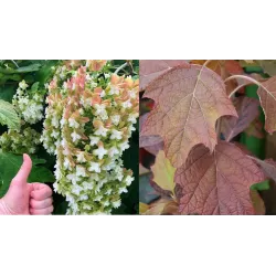 Hortenzija ąžuolialapė - Hydrangea quercifolia BLACK PORCH