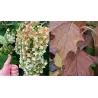 Hortenzija ąžuolialapė - Hydrangea quercifolia BLACK PORCH