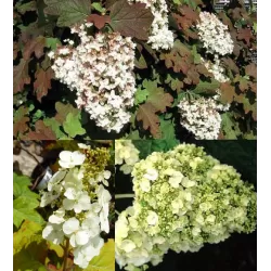 Hortenzija ąžuolialapė - Hydrangea quercifolia BLACK PORCH