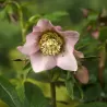 Čėras - Helleborus Pretty Ellen PINK