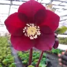 Čėras - Helleborus Pretty Ellen RED