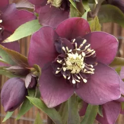 Čėras - Helleborus Pretty Ellen PURPLE