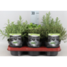 Prieskoniniai augalai (paprastasis čiobrelis, margalapis čiobrelis, citrininis auksinis čiobrelis, vaistinis rozmarinas, levanda) - Herbs mixed 14Ø 18cm x6 vnt (didesni ir vešlesni
