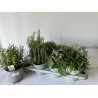 Prieskoniniai augalai (paprastasis čiobrelis, margalapis čiobrelis, citrininis auksinis čiobrelis, vaistinis rozmarinas, levanda) - Herbs mixed 14Ø 18cm x6 vnt (didesni ir vešlesni