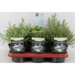 Čiobrelių rinkinys - Thymus MIX