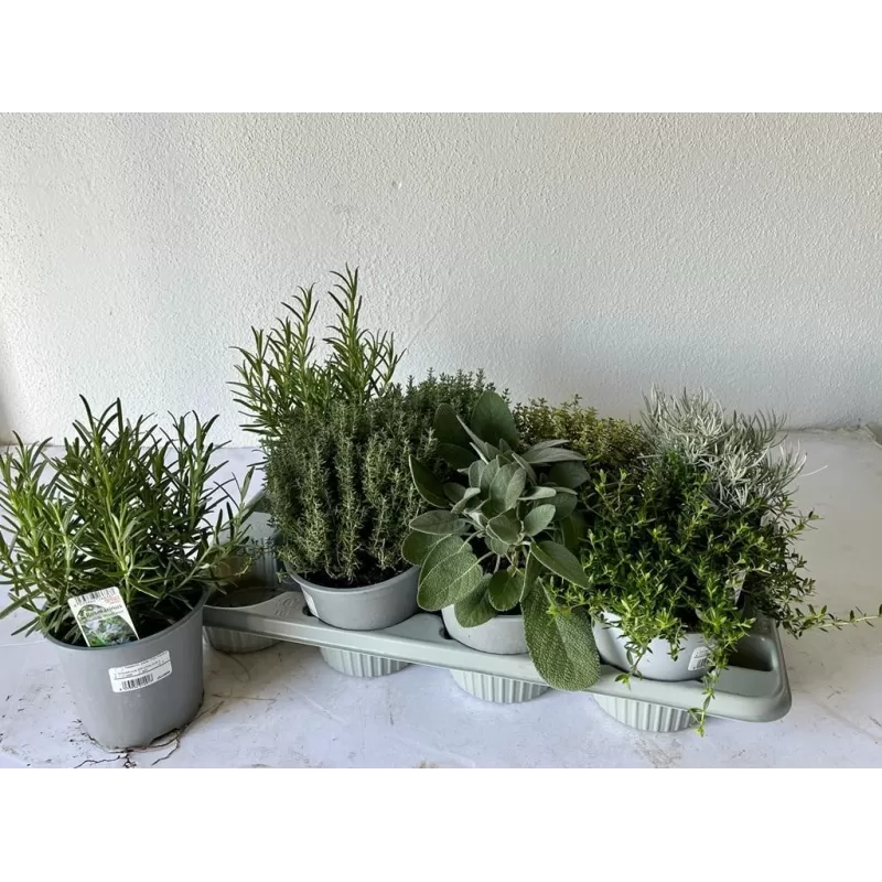 Čiobrelių rinkinys - Thymus MIX