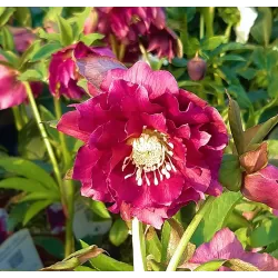 Eleboras - Helleborus Double Ellen FLASH ®