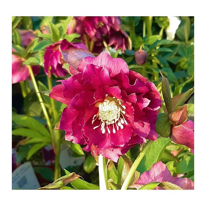 Helleborus Double Ellen® FLASH