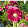 Eleboras - Helleborus Double Ellen FLASH ®