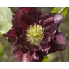 Eleboras - Helleborus Double Ellen FLASH ®
