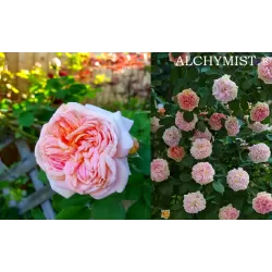 Rožė - Rosa ALCHYMIST ®