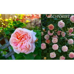 copy of Rožė - Rosa ALCHYMIST ® / Alchemist Kordes®  vazone