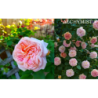 Rožė - Rosa ALCHYMIST ®