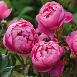 Rožė - Rosa ROYAL JUBILEE ®
