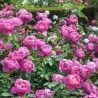 Rosa ROYAL JUBILEE ®