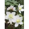 Helleborus niger