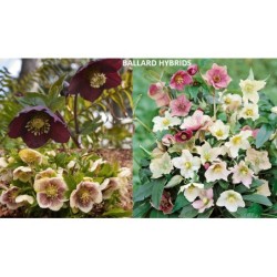 Čėras (eleboras) - Helleborus orientalis BALLARD HYBRIDS UŽSAKYMAS 2026 M