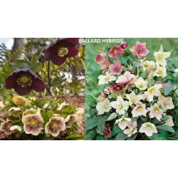 Helleborus orientalis BALLARD HYBRIDS ORDER FOR 2026