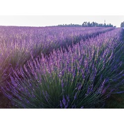 Levandos ir levandino hibridas - Lavandula intermedia PHENOMENAL