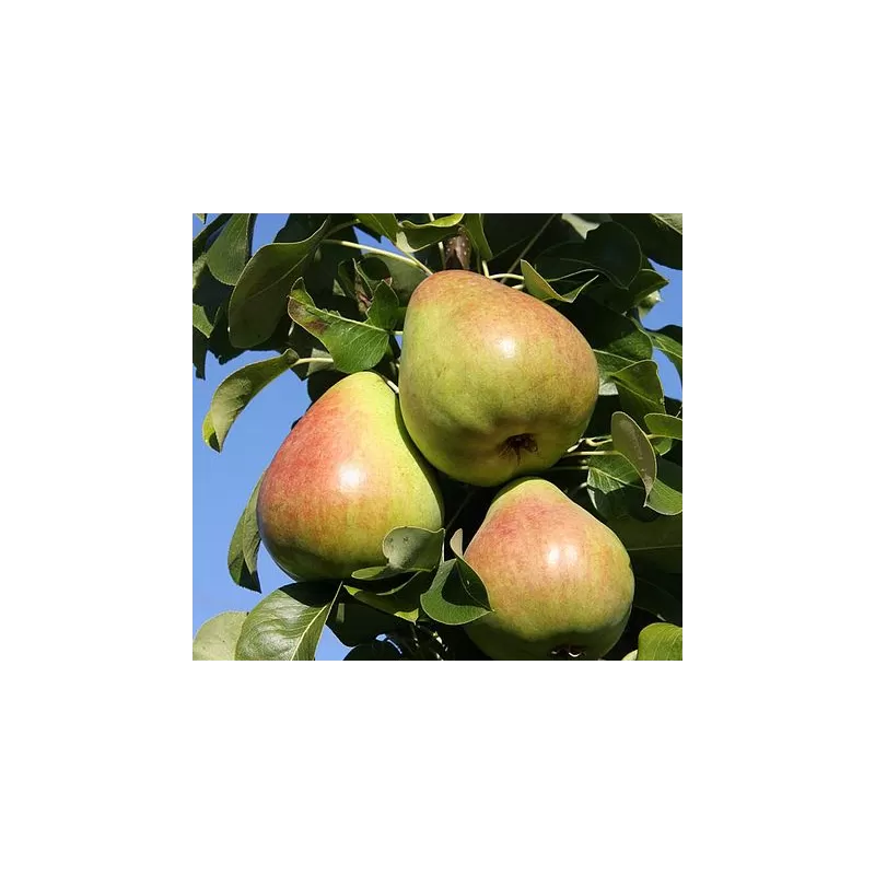 Pear - Pyrus communis OBELISK