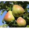 Pear - Pyrus communis OBELISK