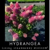 Šluotelinė hortenzija - Hydrangea paniculata STRAWBERRY BLOSSOM