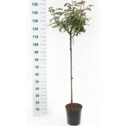 Rožė - Rosa MELROSE Classic ®