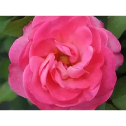 Rosa MELROSE Classic