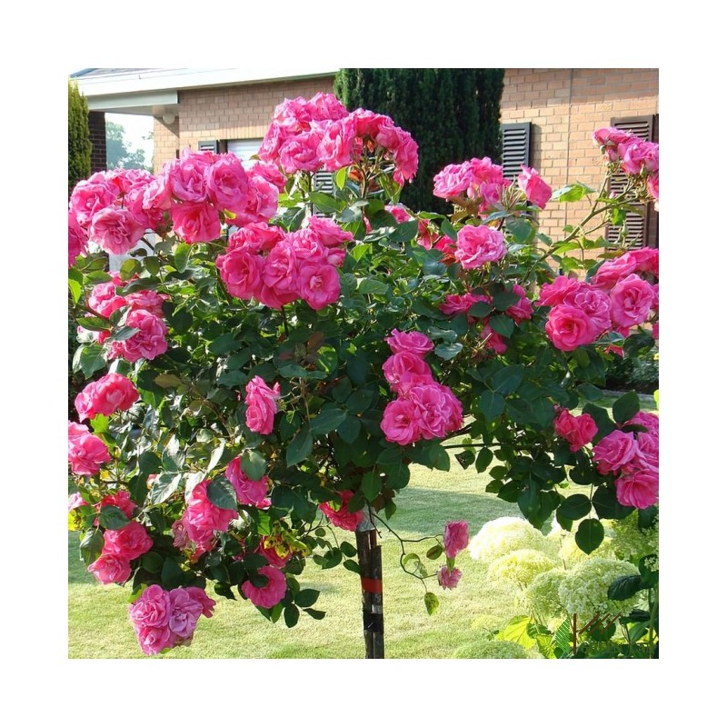 Rožė - Rosa MELROSE Classic ®
