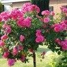Rožė - Rosa MELROSE Classic ®