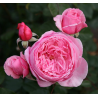 Rožė - Rosa KISS ME KATE ®