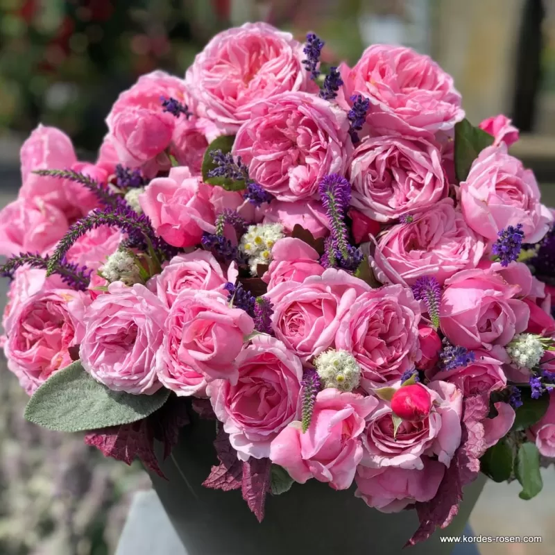 Rosa KISS ME KATE ®