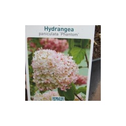 Hydrangea paniculata PHANTOM