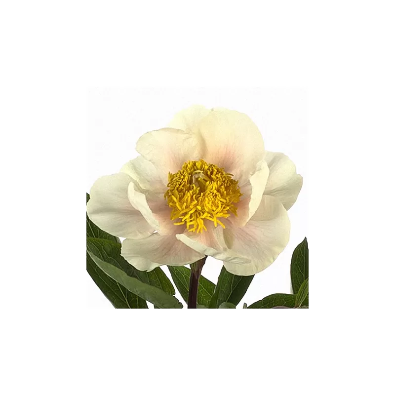 Bijūnas - Paeonia CLAIRE DE LUNE
