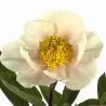 Bijūnas - Paeonia CLAIRE DE LUNE