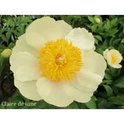 Bijūnas - Paeonia CLAIRE DE LUNE