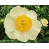 Bijūnas - Paeonia CLAIRE DE LUNE