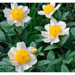 Bijūnas - Paeonia CLAIRE DE LUNE