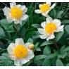 Bijūnas - Paeonia CLAIRE DE LUNE