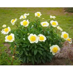 Bijūnas - Paeonia CLAIRE DE LUNE